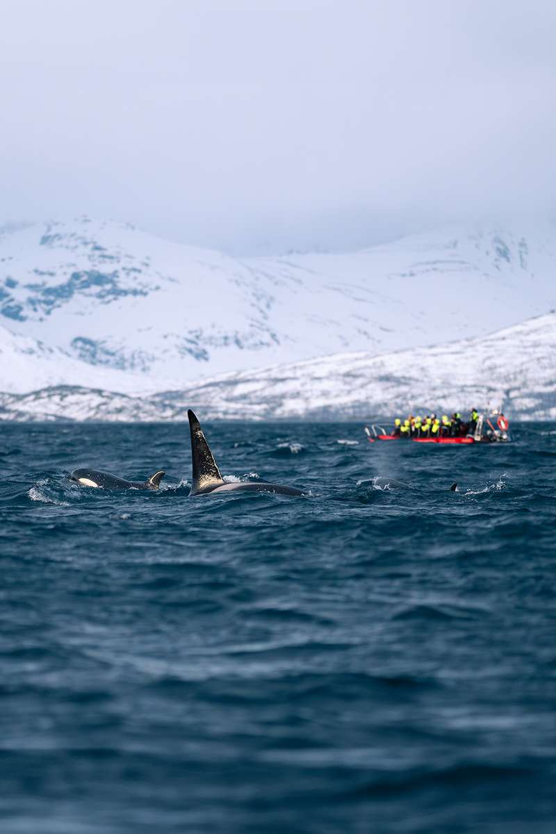 orca rib boot whale watching tour winter berglandschaft
