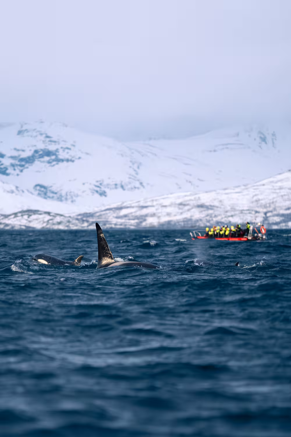 teleaufnahme eines festrumpfschlauchboots mit touristen vor einer verschneiten berglandschaft und mit zwei orcas im vordergrund im winter bei tromso für das marketing des reiseveranstalters